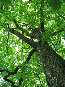 tree_canopy