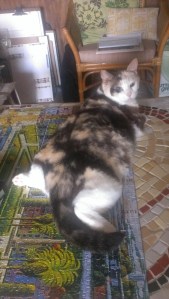 ko'u pōpoki, my cat