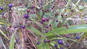 ʻukiʻuki ~ Dianella Sandwicensis